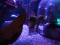 2-Sea Life